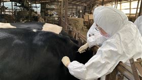 防疫牛節結疹  新北牧場施打疫苗新北市林口區一處肉牛場發生台灣本島首例牛結節疹，除撲殺病牛，新北市預計在16日之內完疫苗施打，並進行環境清消。中央社記者沈佩瑤攝  110年4月16日