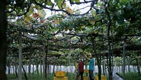 ▲夏季的葡萄園，在棚架之下採收結實纍纍的黑后葡萄。（圖／林裕森提供）