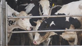 高雄市防範牛結節疹（2）新北市牧場確診台灣本島首例牛結節疹病例，高雄市也啟動應變防疫作為，呼籲各養牛場24小時開捕蚊燈防範病媒，若發現可疑病例要主動通報。圖為高雄橋頭畜牧業牛群一景。中央社記者董俊志攝  110年4月16日