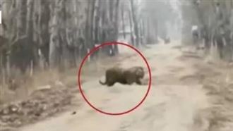 東北虎入住農村　奔襲一掌擊破車玻璃