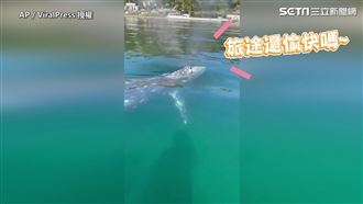 旅途巧遇玩伴　灰鯨討摸網喊「羨慕」