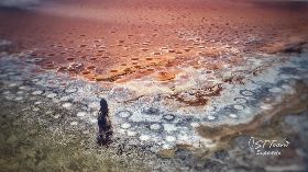 久旱未雨　台南七股鹽田現粉紅夢幻奇景