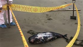 馬祖海豚擱淺　民眾發現須通報產發處連江縣政府產業發展處漁牧科指出，若發現擱淺、受傷或死亡鯨豚均須通報產發處，產發處接獲通報後會與海洋委員會海洋保育署前往採樣，記錄鯨豚擱淺資料庫進行後續分析，了解鯨豚親屬關係與環境影響生存情形。（連江縣產發處提供）中央社記者邱筠馬祖傳真　110年4月24日