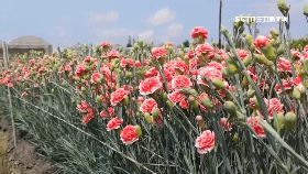 H沒雨康乃.少1000