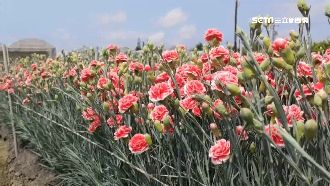 母親節前大乾旱　康乃馨僅4成開花