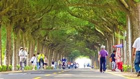潮州泗林綠色隧道綠意盎然（1）屏東潮州泗林綠色隧道綿延1.2公里長的小葉欖仁樹正值開花結果期，綠意盎然，不少民眾在林蔭下休閒散步及運動，也吸引許多遊客前往打卡。中央社記者郭芷瑄攝　110年4月24日