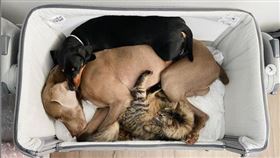 汪星人睡錯床！「自以為嬌小」塞貓跳台　網驚呼不會垮嗎？
