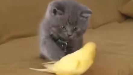 偷戳小鳥反被猛攻　小貓驚恐表情萌翻