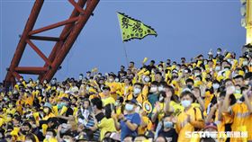 ▲中信兄弟球迷揮舞「象魂」旗幟。（圖／記者劉彥池攝影）