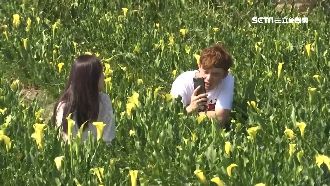 獨／賞花遊黃金秘境　海芋田隨風搖曳