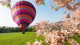 台東鹿鳴溫泉酒店，泰國櫻花，花旗木，花季3到5月，夢幻粉紅森林。(圖／業者提供)