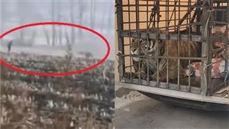 遭3百公斤猛虎狠衝撲倒　女近況曝光