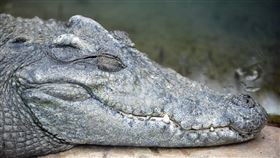 泰國鱷
https://www.flickr.com/photos/warriorwoman531/8129424729/in/photolist-pZ1eya-cRBd21-cUF9EE-dJSQi5-dJMopi-dJMphX-donqKk-xMB7PA-wRpUsQ-BYRvZy-Z1ryzu-Z5BKE6-XZWyDw-XZWxrw-Z5BJYX