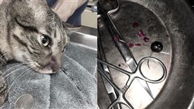 景美捷運站出現變態怪客持槍攻擊貓咪。（圖／翻攝自臉書社團）