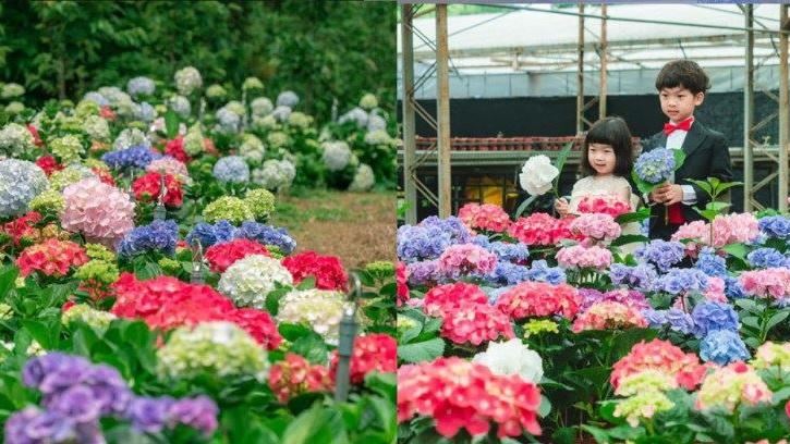 首屆「桃園繡球花季」即將開跑！