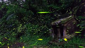 追螢光三不一沒有　新北62處賞螢地一次報你知（圖／新北市農業局提供）