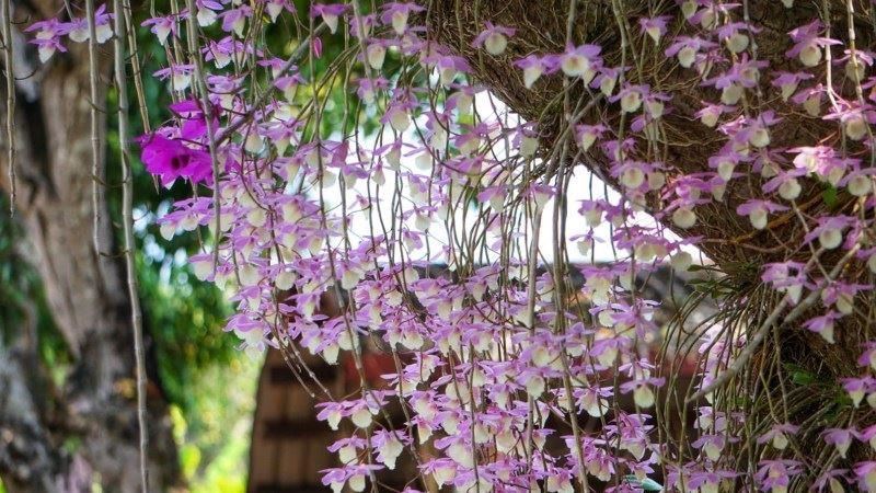 南投中興新村「石斛蘭」齊綻放！