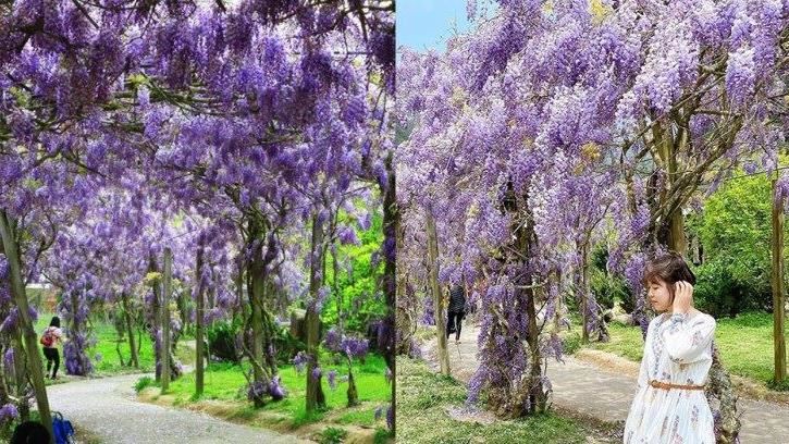 南投「浪漫紫藤花」紫色風暴來襲！