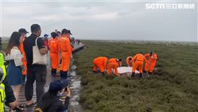 高美濕地，抹香鯨擱淺死亡，海巡隊員出動搬移現場(圖／台中清水分局提供)