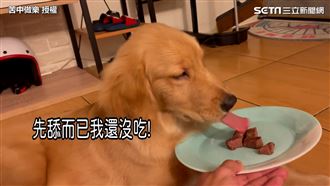 和牛擺面前測犬隻忍多久　場面超失控