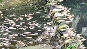竹東,優養化,魚群,暴斃（圖／翻攝畫面）
