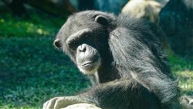 1秒看懂動物心情(台北市立動物園提供)