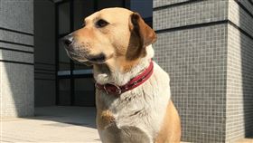 雲科大,虐狗,緩起訴處分,阿魯,咖哩飯,狗狗,校犬

（圖／翻攝自雲科大汪汪社臉書）
https://reurl.cc/1gVLGp