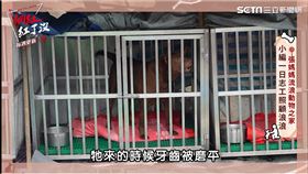 ▲浪浪一被送來牙齒已是被磨平狀態。（圖／社群中心提供）