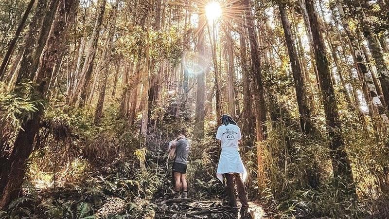 享受芬多精！八仙山「半價」即入園