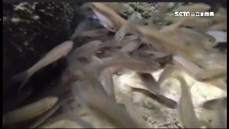 憂台灣白魚缺水亡　老農引泉水相救