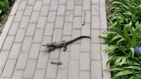 ▲公安將公園綠地上的小鱷魚帶回。（圖／翻攝自北京公安微信）