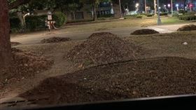 清道夫,落葉,志工,戰翻(翻攝自 路上觀察學院)