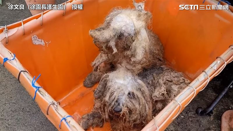 2毛孩遭棄養！他痛心：折磨到不像狗