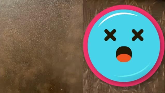 窗外見密集景象　眾人喊：大雨前兆