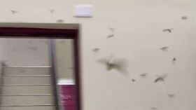 大水螞蟻,飛蟻,白蟻,上班,下雨（圖／翻攝自臉書《爆怨2公社》）