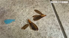 宜蘭,便利商店,超商,大水蟻,白蟻,下雨