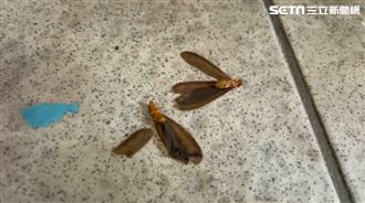 梅雨季傍晚冒巨量大水蟻！1狀況恐已築巢