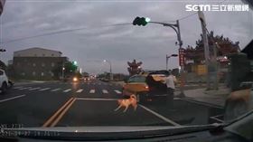 嘉義,布袋,狗,後車廂,車禍