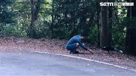 饅頭餵食誘拍國寶鳥藍腹鷴　判刑、罰款１萬５千元、寫悔過書，大雪山林道，（圖／東勢林管處提供）