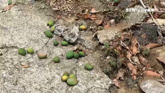 雨下得太遲　台南愛文芒果農放棄收成
