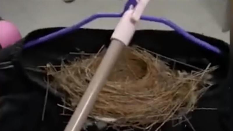 宿舍晾半年　男同學褲子長出鳥窩