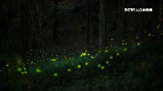 旅遊名單不藏私　小半天螢火蟲大爆發