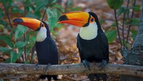 （圖／Pixabay）巨嘴鳥