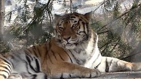 韓國土開發以自然為本 樹木園帶動經濟