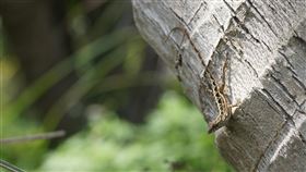 外來種沙蜥進入繁殖季　花蓮林管處招募除蜥志工外來種「沙氏變色蜥」侵台十餘年，因繁殖力驚人，嚴重威脅本土種，造成生態及環境危害，林務局花蓮林區管理處將於15日開辦研習課程，教導民眾辨識爬蟲類、外來種知識等，號召志工加入移除及監控行列。（花蓮林區管理處提供）中央社記者張祈傳真  110年5月1日