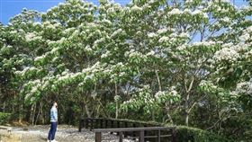 苗栗2秘境油桐花盛開,客家大院,好客公園,IG：beckhamhong66 授權提供