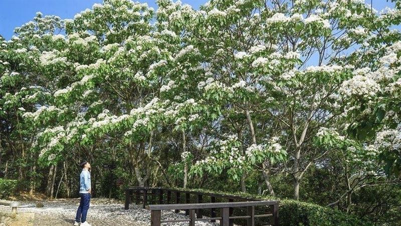 IG紅什麼／5月下雪了！油桐花盛開