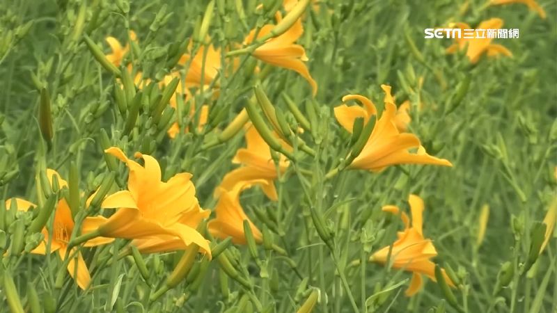 母親節賞花去！虎山巖金針花盛開倒數