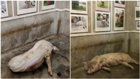 曾被活埋36天！百歲「網紅」超慘現況曝光　憂隨時會離世，圖翻攝自建川博物館聚落微博