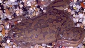 古代沒有驗孕棒，人們通常靠「非洲爪蟾」，就能知道是否懷孕。（圖／翻攝自維基百科） 